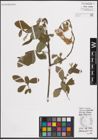 Foto von Salix cinerea L.
